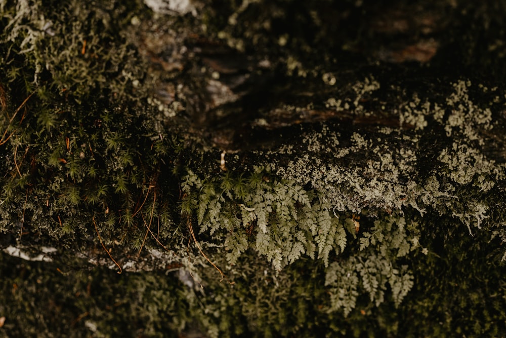 closeup photo of green leafed plant