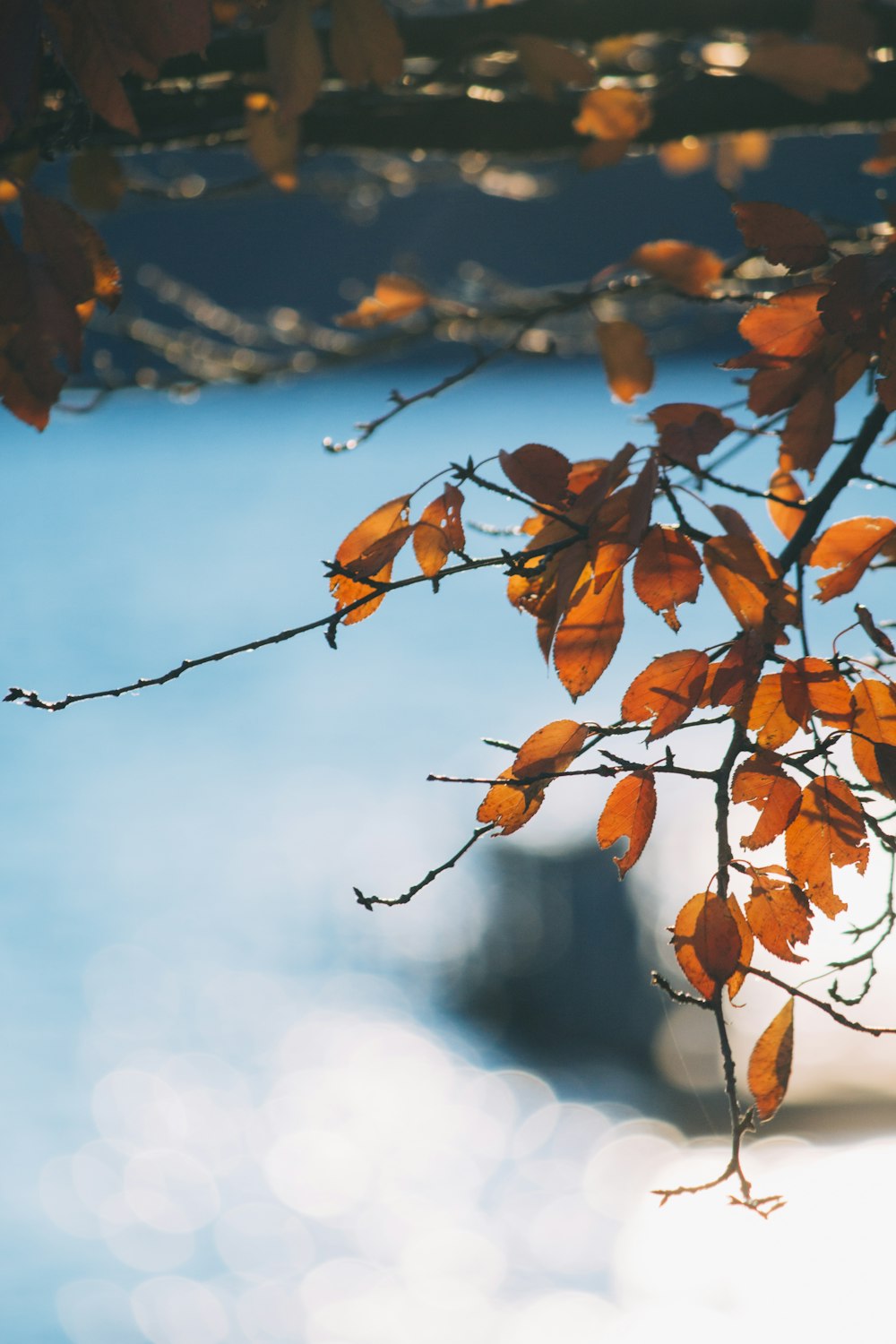 Photographie sélective d’un arbre à feuilles brunes pendant la journée