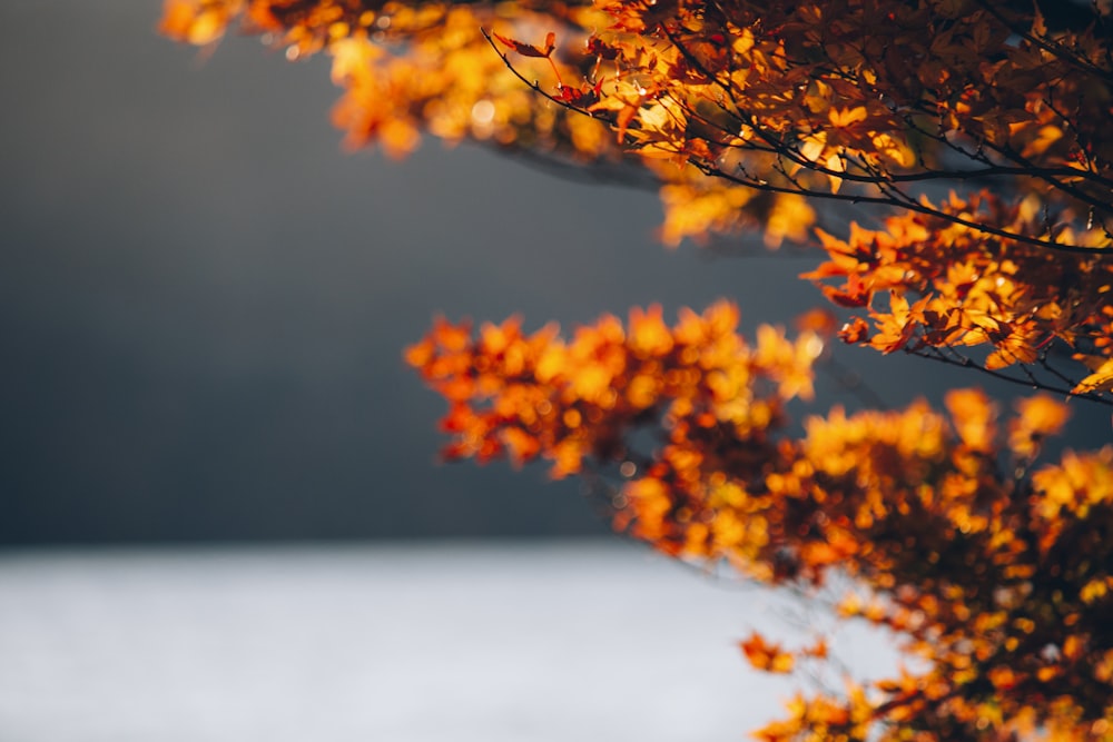 selective focus photography of brown-leafed tree during daytime