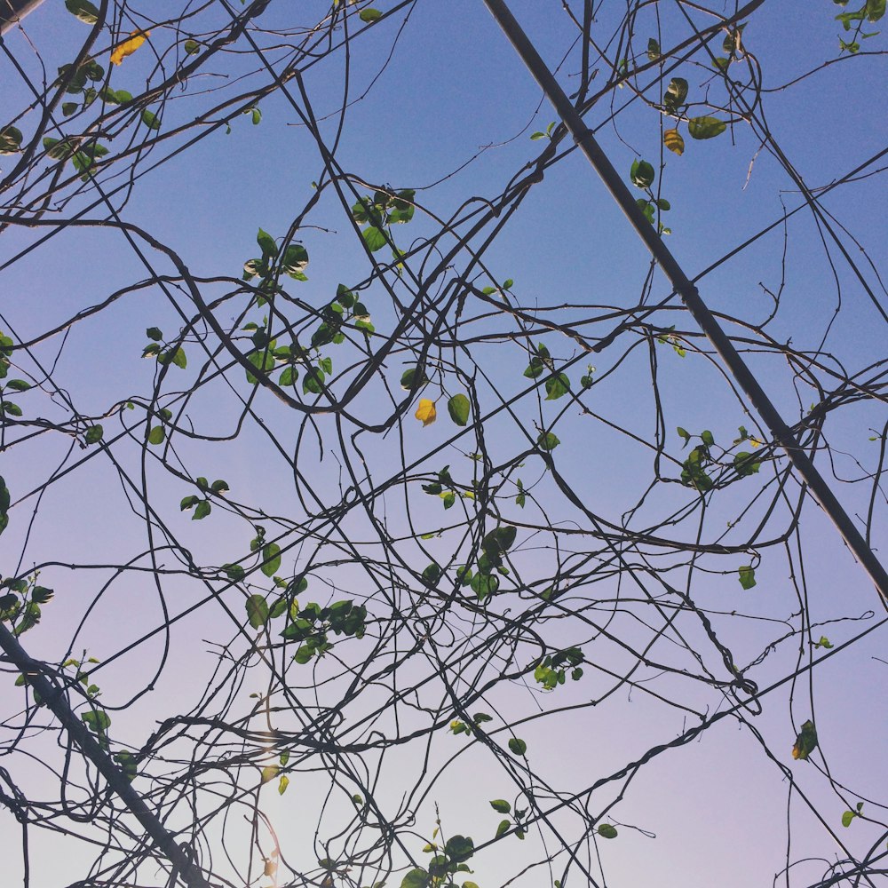 green-leafed plants