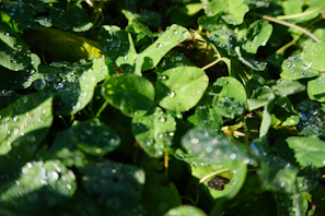 Close-up of fresh botanical leaves glistening with morning dew.