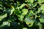 Close-up of vibrant green leaves glistening with morning dew.