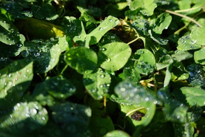 Close-up of dewdrops resting on vibrant green leaves in the early morning light.