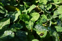 Close-up of fresh green leaves with dew drops glistening in soft sunlight.
