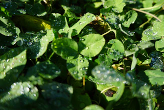 Close-up of fresh patchouli leaves glistening in morning dew on a farm.