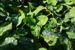 Close-up of vibrant green leaves glistening with morning dew.