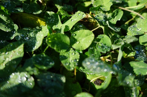 Close-up of vibrant green leaves with morning dew drops.