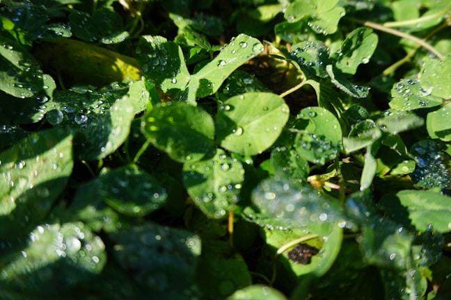 A close-up of dew on fresh green leaves.