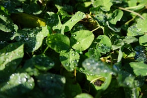 Close-up of eucalyptus leaves glistening with morning dew.