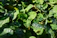 Close-up of healthy green leaves with morning dew drops.