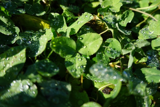Close-up view of fresh green leaves covered with dew droplets sparkling in the sunlight.