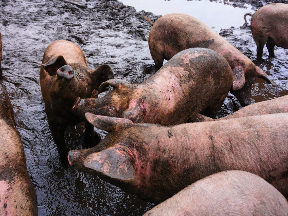 shallow focus photo of pigs