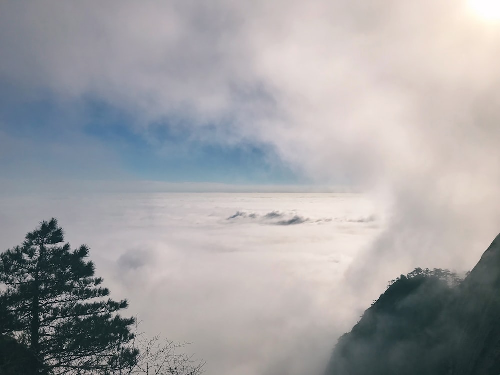 weißes Wolkenmeer und Kiefern