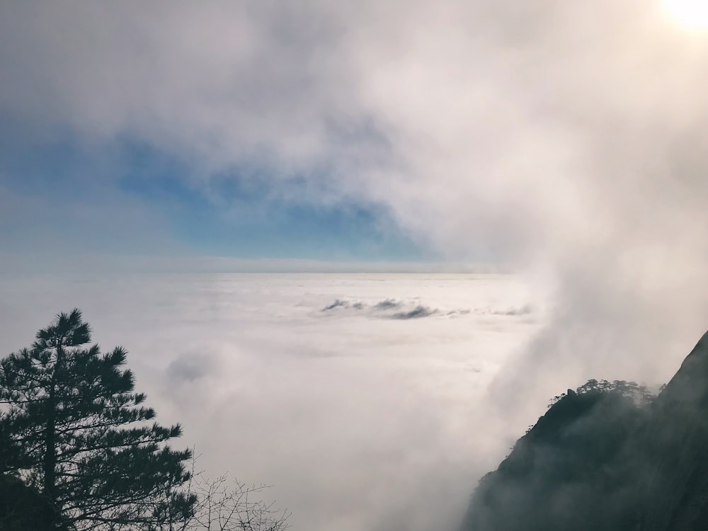 white sea of clouds and pine tree