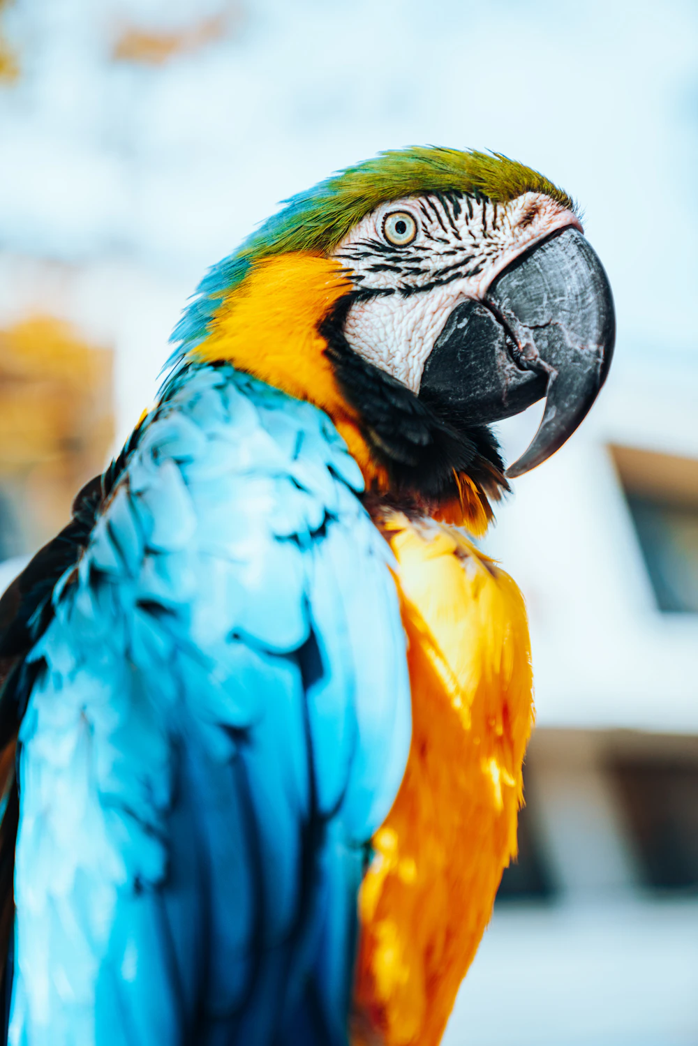 Blue-and-yellow macaw, illustrative bird photography