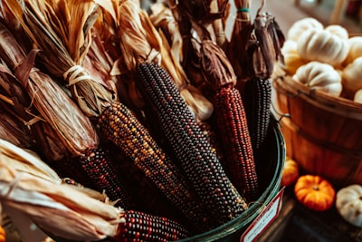 black and red corns indian corn zoom background