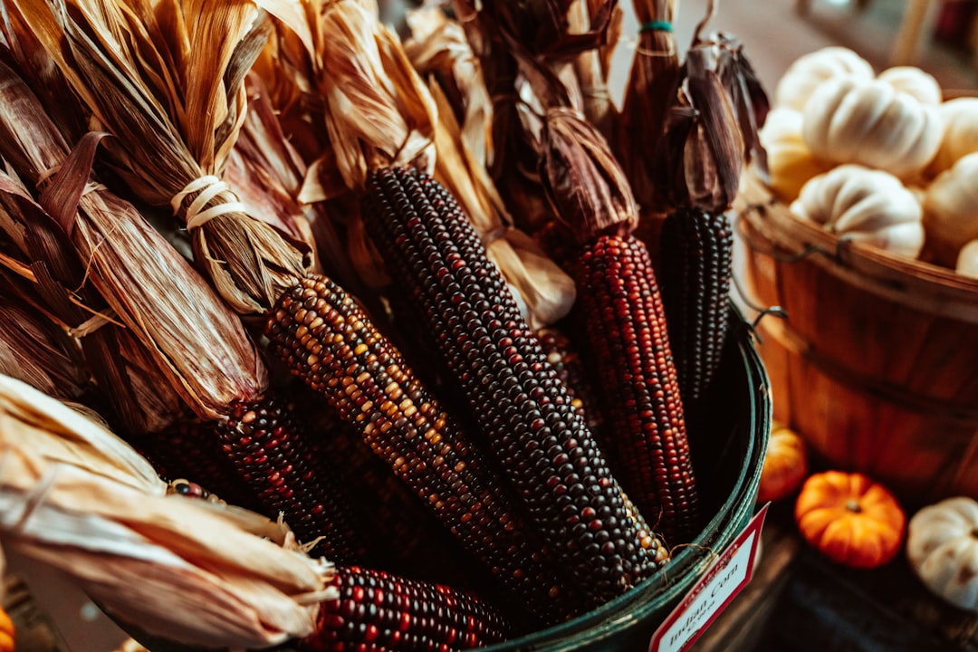 black and red corns, Decorative and ornamental flint corn in a wooden basket.