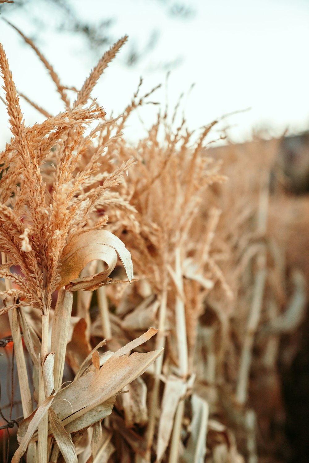 wheat field at daytime