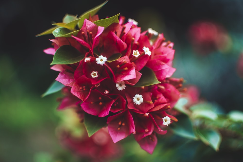 shallow focus photography of pink flowers