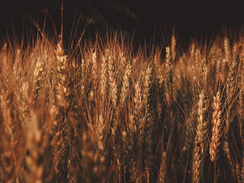 brown wheat field