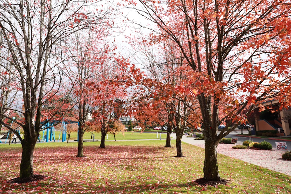 red leafed trees during daytime