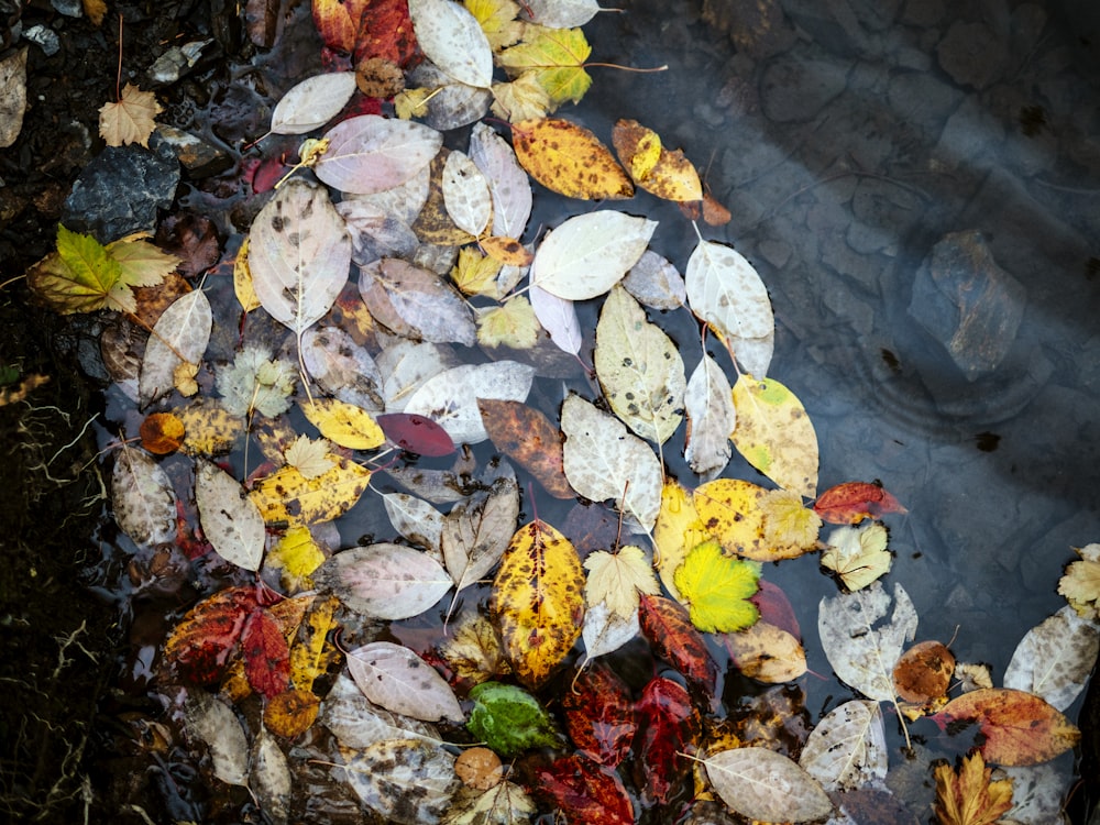 a bunch of leaves floating on top of a body of water