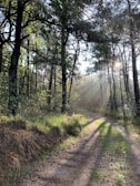 A peaceful forest path dappled with gentle sunlight filtering through green leaves.