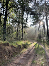A peaceful forest path dappled with soft sunlight filtering through green leaves.