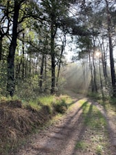 A peaceful forest path dappled with sunlight filtering through tall trees.