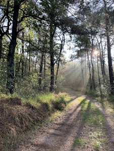A peaceful forest path dappled with soft sunlight filtering through tall trees in gentle green and brown hues.