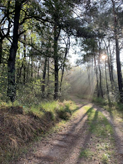 A peaceful forest path dappled with sunlight filtering through tall trees