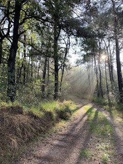 A serene forest path dappled with soft sunlight filtering through tall trees.
