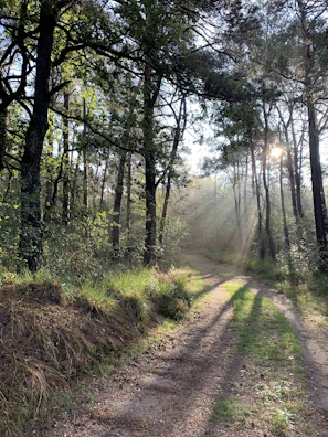 A quiet forest path dappled with soft sunlight.