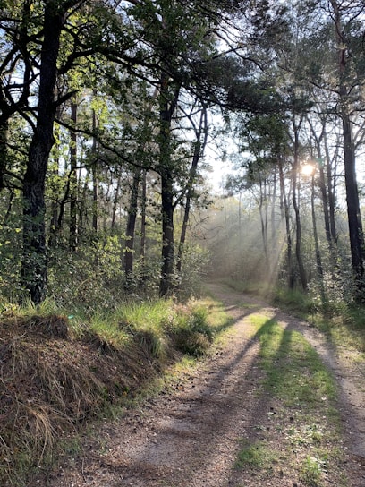 A serene forest path dappled with soft sunlight filtering through tall trees.