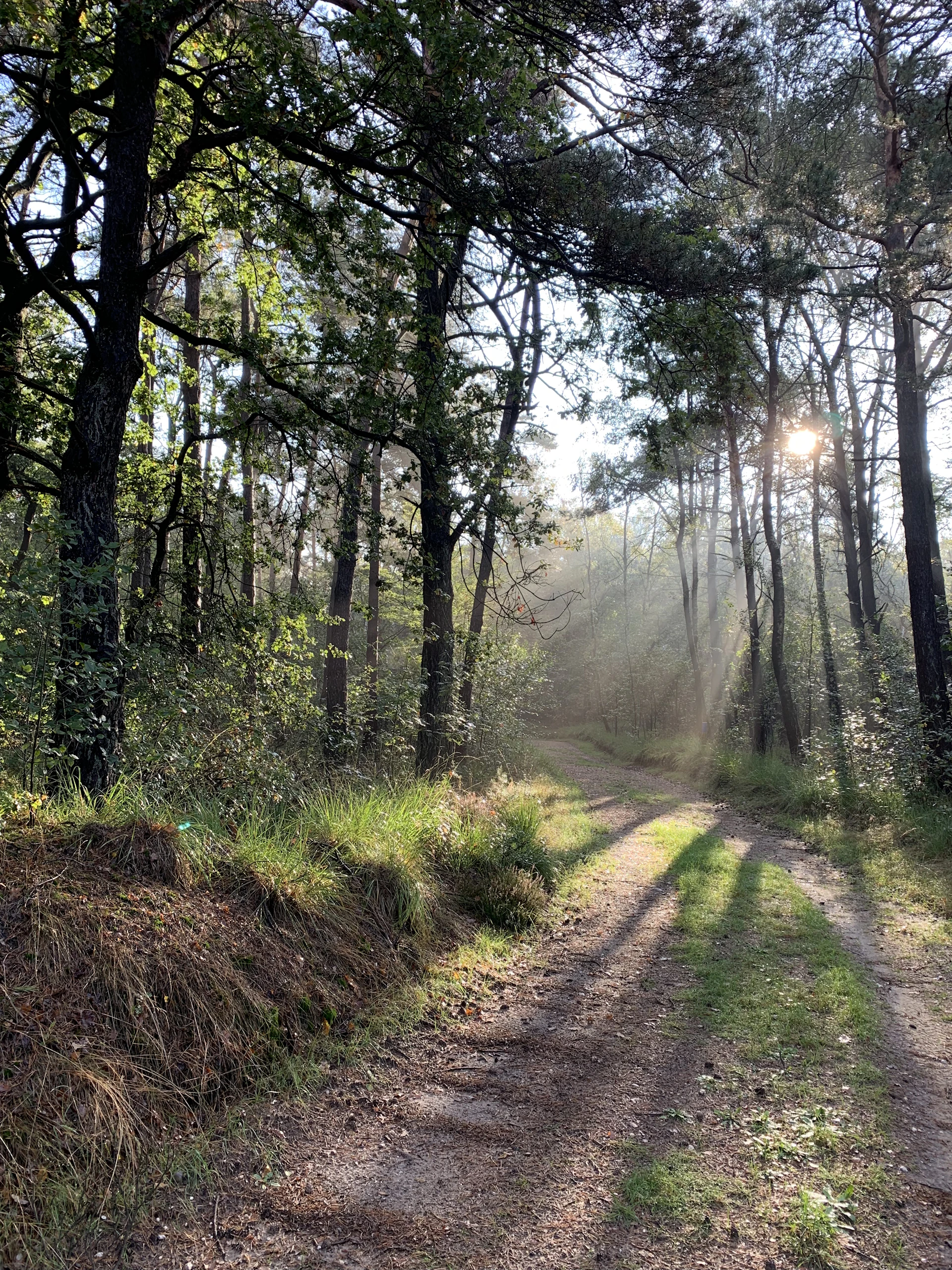 A peaceful forest path dappled with sunlight filtering through lush green leaves, inviting quiet reflection.