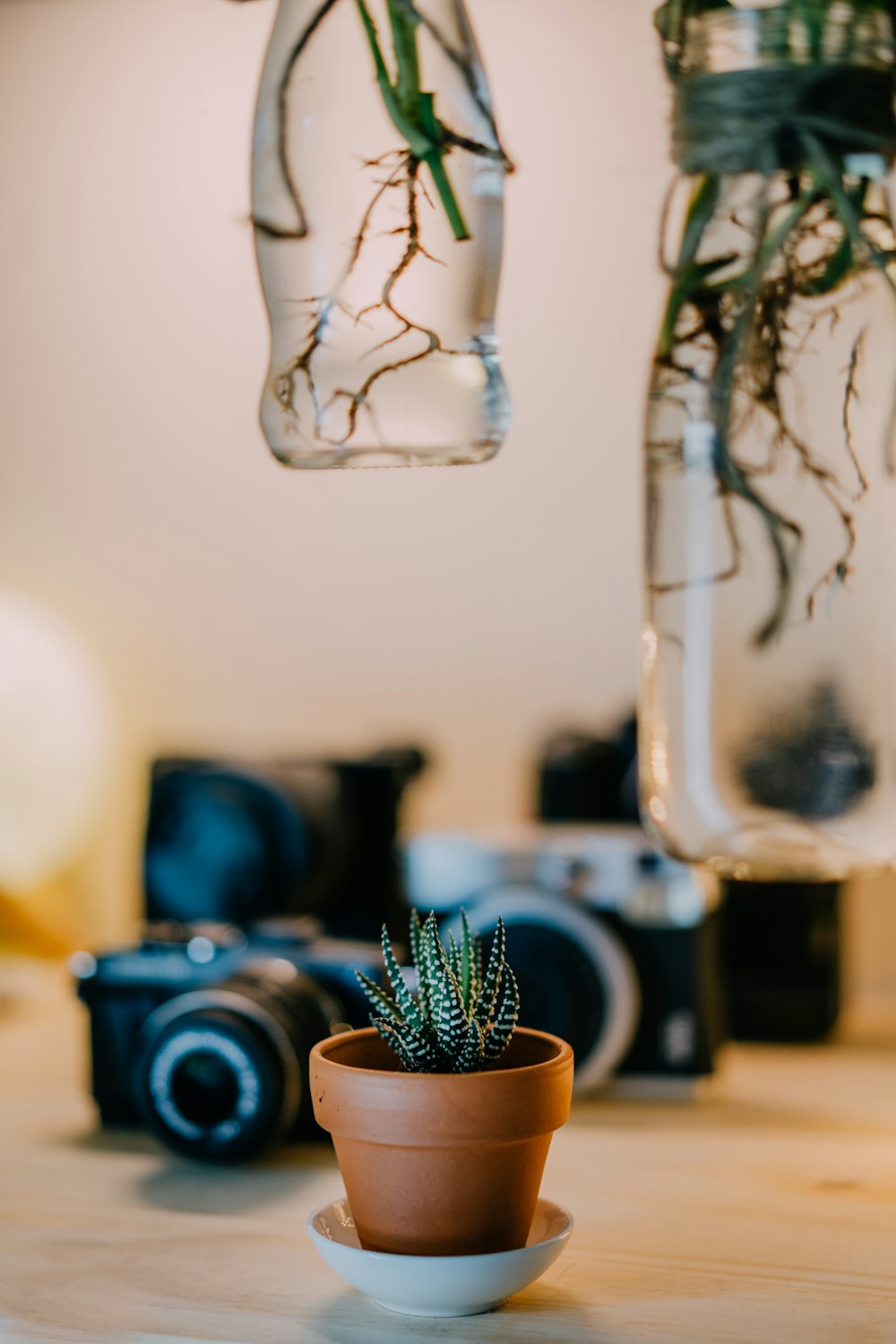 selective focus photography of green plant beside cameras