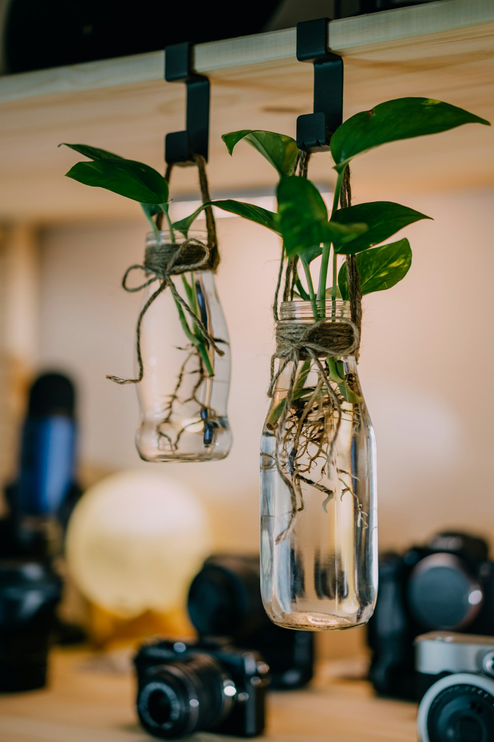 two hanging glass jars with plants