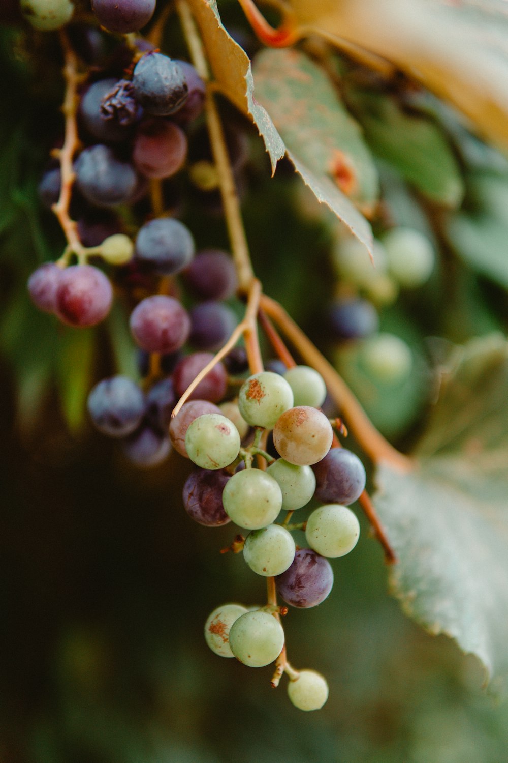 selective focus photography of green and red grapes
