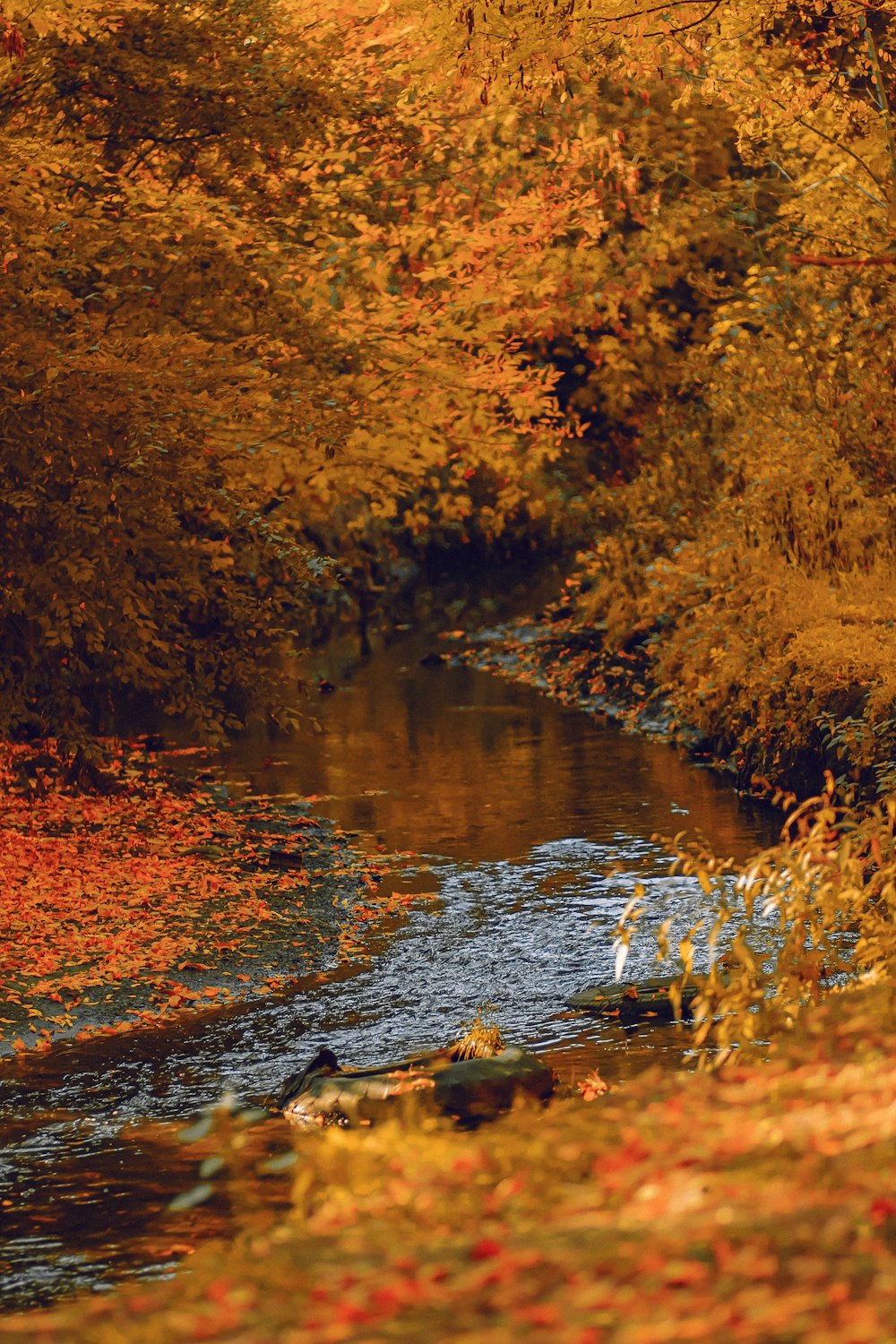 yellow-leaved trees beside river