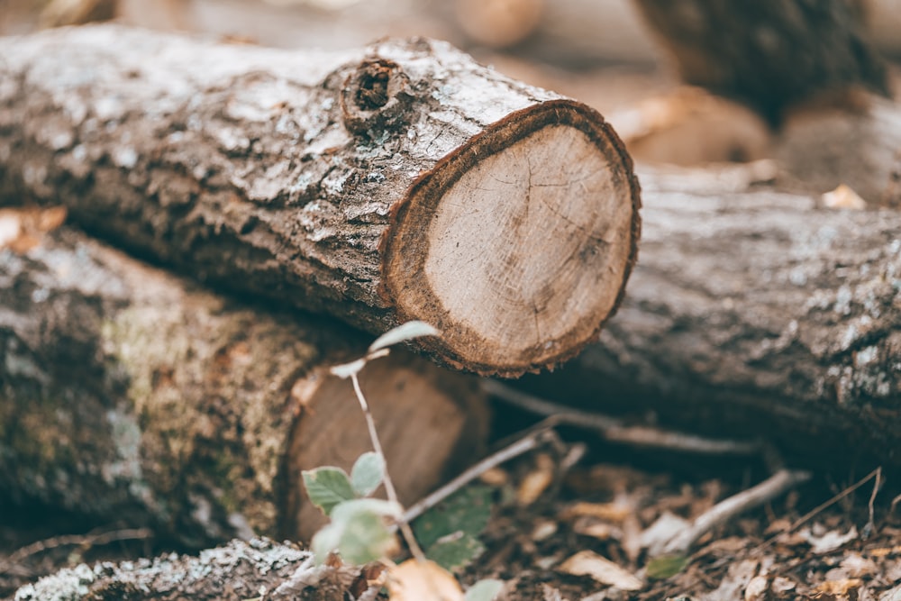 shallow focus photography of tree logs