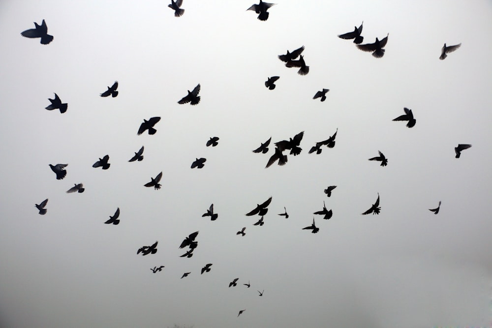 silhouette of birds on sky