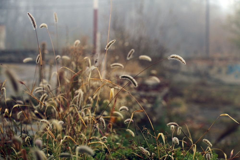 brown and green grass