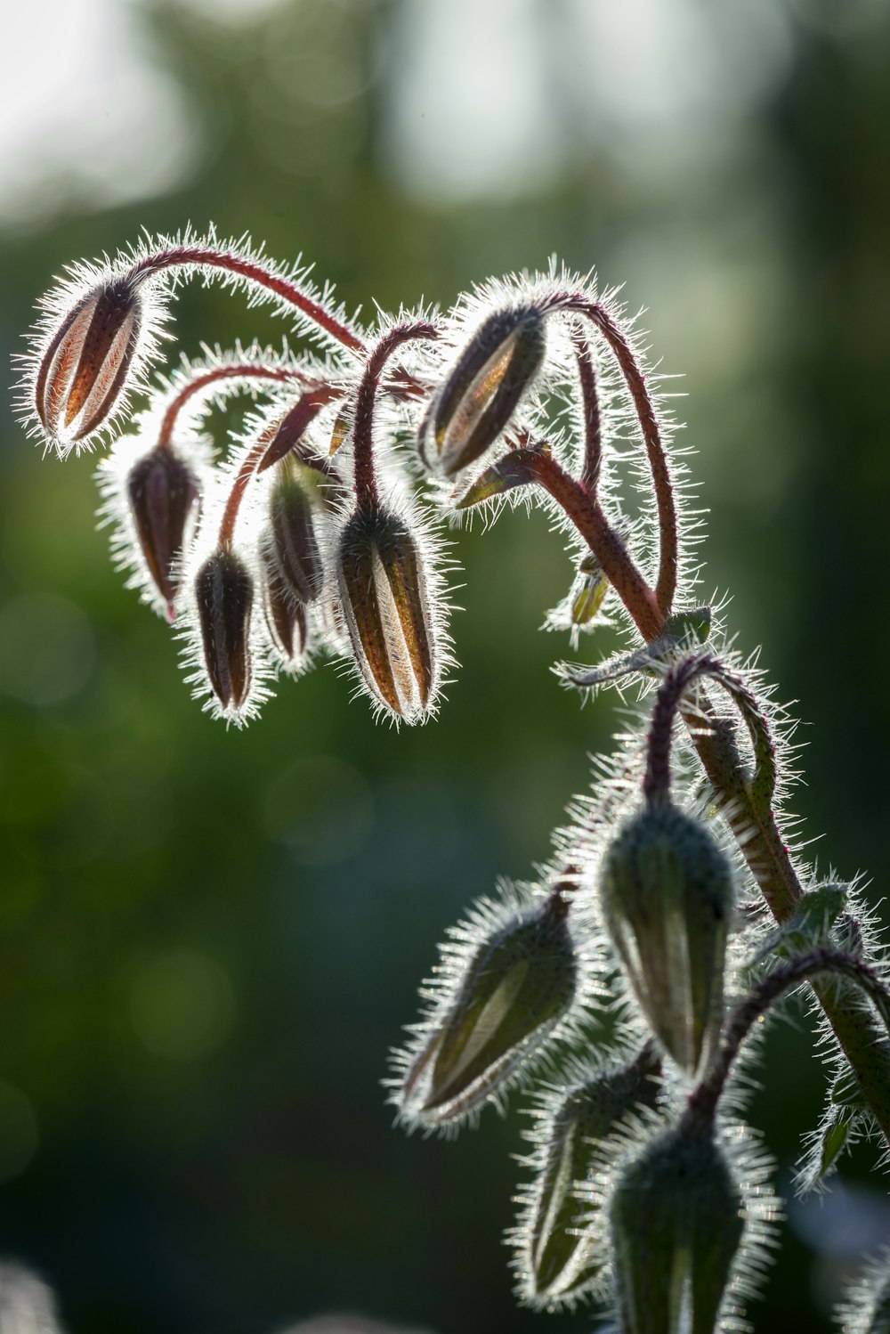 brown leaf plant