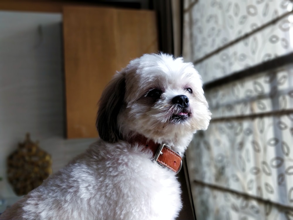 short-coated white dog standing near window