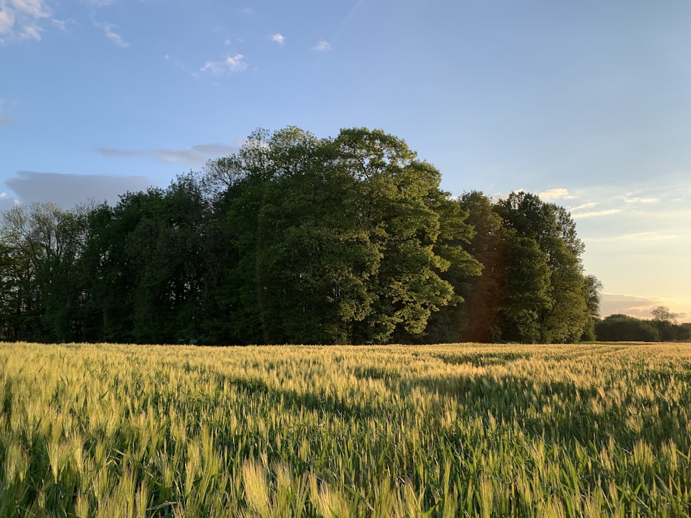 green rice field surrounded with tall and green trees under blue and white sky during daytime