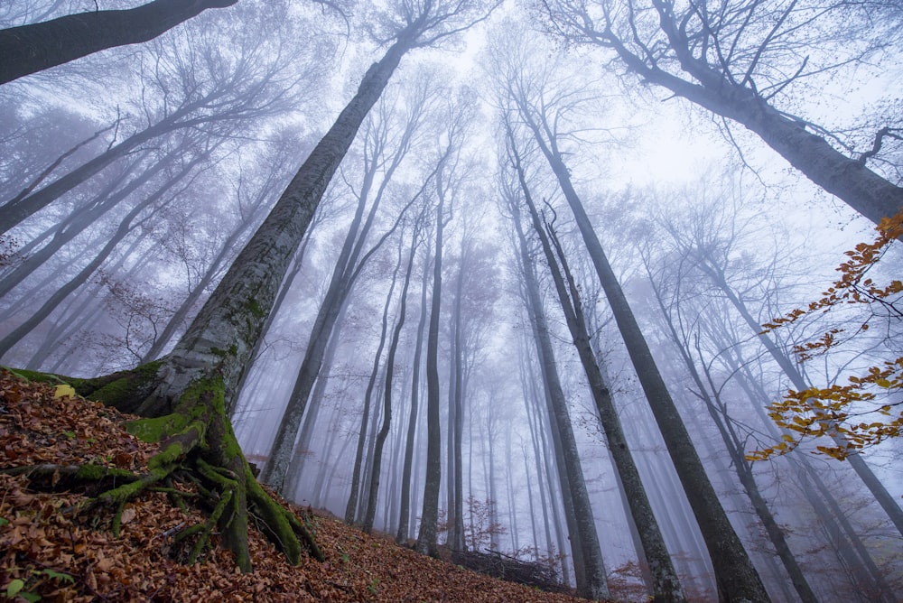 low-angle photography of trees