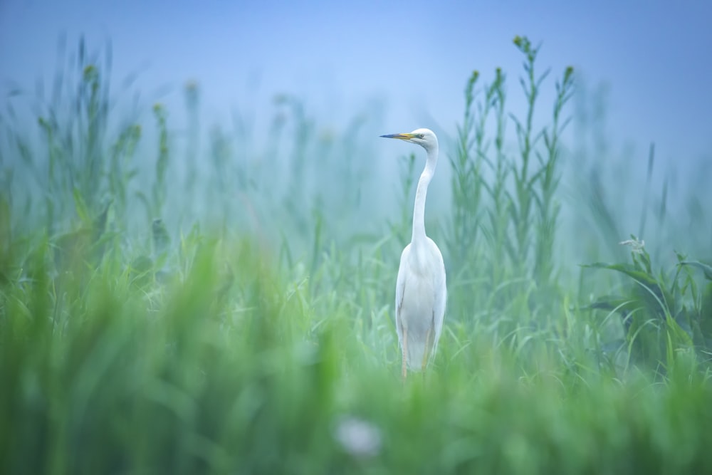 pájaro blanco en un campo de hierba verde