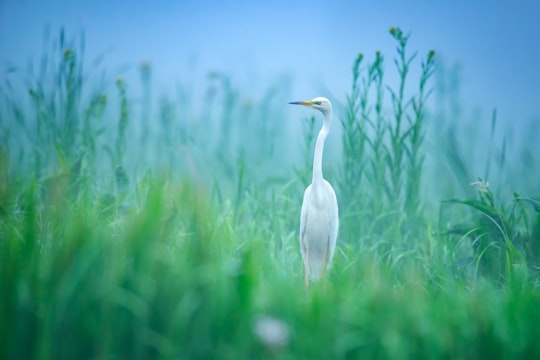white bird at a green grassy field in Tulcea Romania
