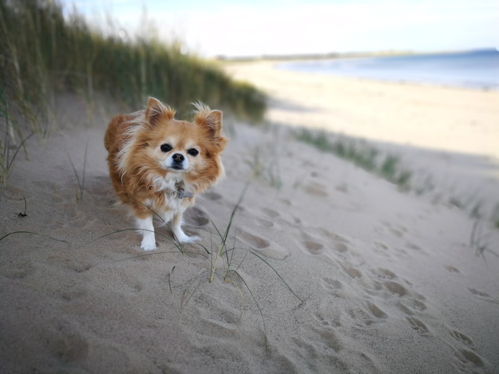 brown and white dog standing on sand