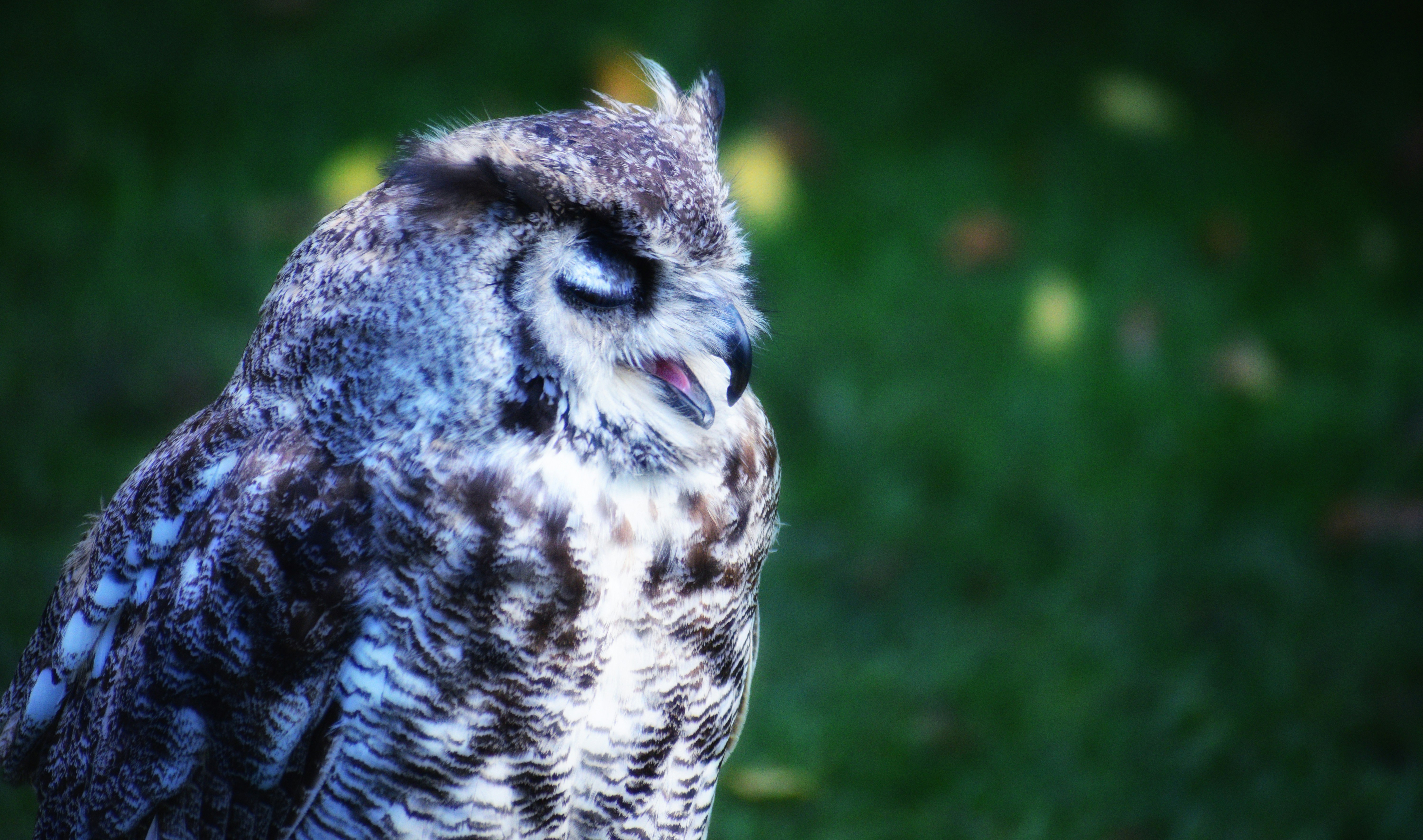 black and white owl faicing to the side